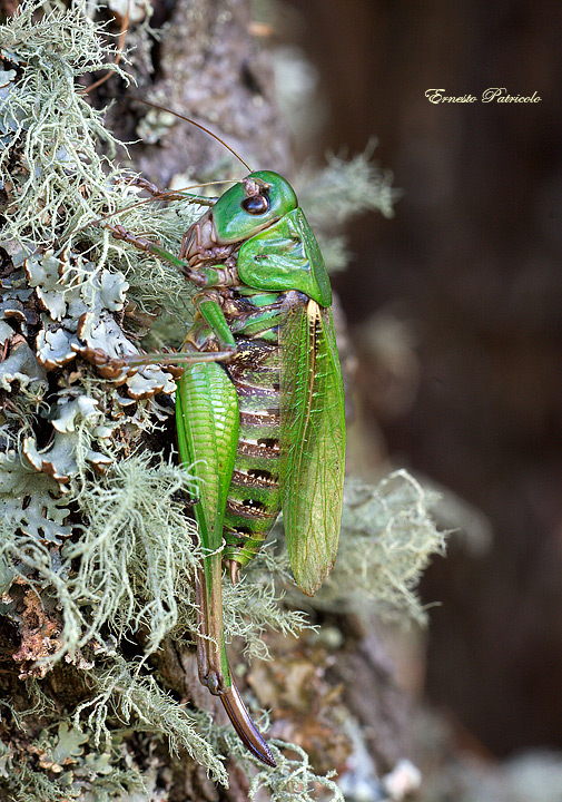 Decticus verrucivorus (Tettigoniidae)